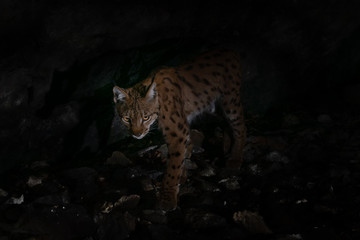 wilder Luchs im solothurnischen Jura