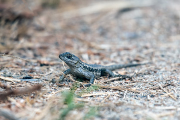 Scales on the skin of small lizard are visible as the reptile stands motionless on the hiking trail.