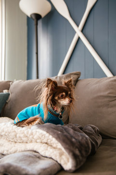 Long haired Chihuahua in a sweater lays on the couch.