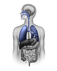 The human respiratory system - 281325620