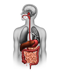 The human digestive system - obrazy, fototapety, plakaty