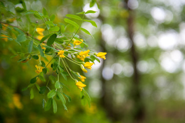 Obraz na płótnie Canvas yellow acacia blossom background. Beautiful spring yellow acacia tree,branch blossoms against blurred background. spring season scene. soft selective focus,close-up
