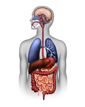 The human digestive and respiratory system and the brain