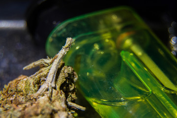 moña de marihuana 