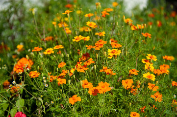 bright, orange marigold flowers in a flowerbed