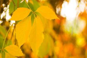 Naklejka na ściany i meble Colorful leaves of wild grapes on a blurred background. Autumn colored leaves in the sun. Background of yellow leaves. Copy space