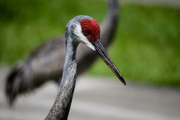 Sandhill Crane