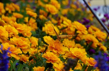 yellow flowers in the garden and butterfly