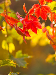 Colorful leaves of wild grapes on a blurred background. Autumn colored leaves in the sun. Background of yellow leaves. Copy space