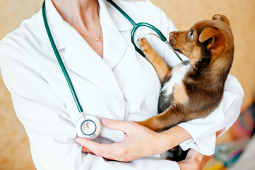 Small cute dog examined at the veterinary doctor, close-up