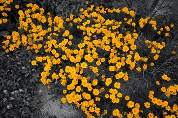 Yellow flowers in black/white photo