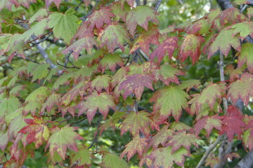 The observation of autumn leaves has been a popular activity in Japan for centuries and today...