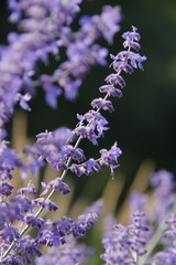 Wonderful aroma and freshness of lavender