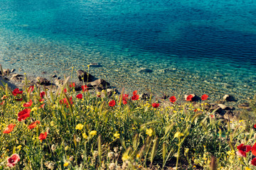 Beautiful blue clear water of Mediterranean sea and red poppies in Greece Sithonia No people Selective focus