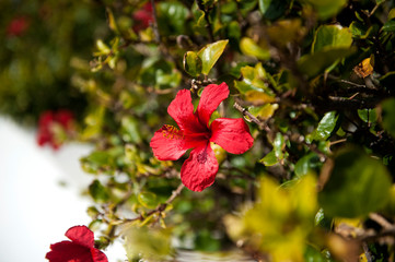 Hibiscus (Latin Hibiscus), bright red flower close-up