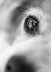 Close up of soulful looking dog's eye in black and white