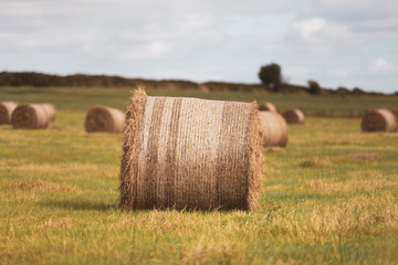 Rural landscape with rolls of hay bale spread across the field on a cloudy summer day