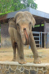 Fototapeta premium Ragunan Zoo