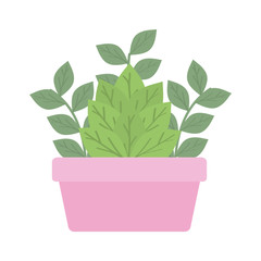 house plant in square ceramic pot