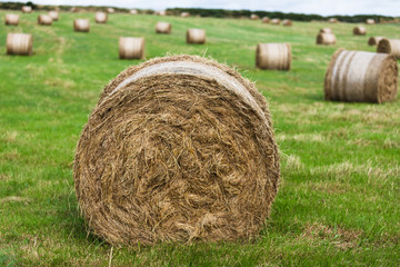 Rural landscape with rolls of hay bale spread across the field on a cloudy summer day