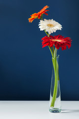 Three colorful gerberas in glass vase on white table with blue wall background. Elegant simple...