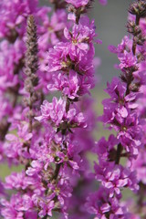 Purple flower melody