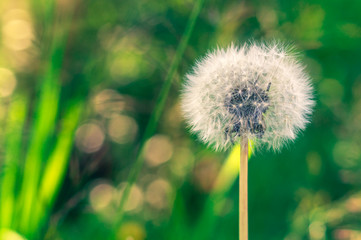 White fluffy dandelion seeds close up blowing on blurred green nature background