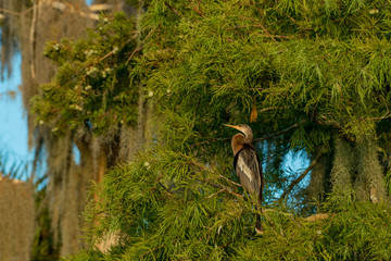 Anhinga perched in a mossy tree in Florida, USA