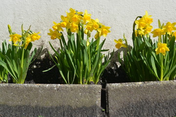 yellow daffodils in the garden in a spring time white background