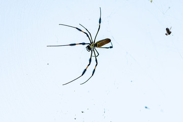Large - Golden Orb-weaver Spider can be 3 inches in length