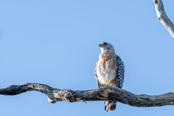 Red shouldered hawk staring in the distance sitting on a branch