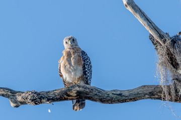 Red shouldered hawk staring at the camera sitting on a branch 