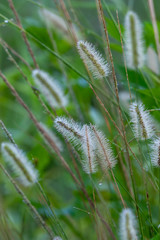  Fountain Grass Soft White Wooly More - ornamental grass