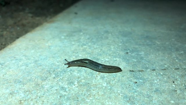 Nackt Schnecke in der Nacht unterwegs 