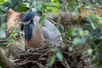 Boat-billed heron sitting in a nest in a tree