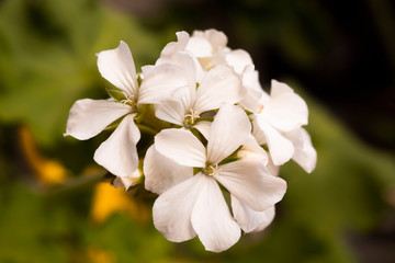 Flower Malvon