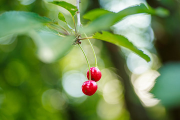 Ripe red cherry on a tree branch. Bright berry on a background of green foliage. The glare of the...