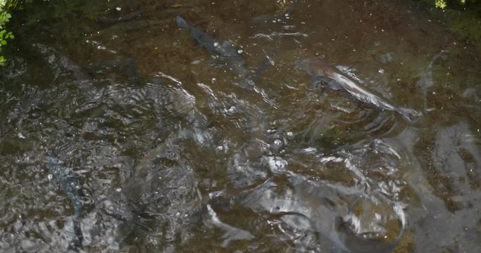 Feed Rainbow trout swim in the lake