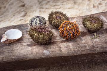 The sea urchin on Boracay beach