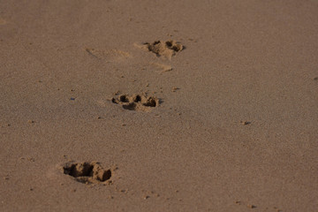Dogs footprints in the sand