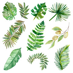 Watercolor hand painted nature collection with green tropical jungle leaves set isolated on the white background