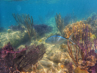 Bar Jack Fish swimming in the ocean.