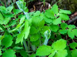 Young leaves and buds of the plant celandine ((lat. Chelidonium) in the forest. Spring season.close up, soft selective focus