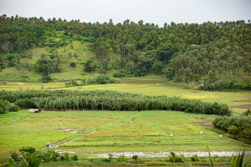 The rice field on Philippines