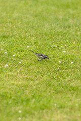 Little bird caught the beetle on the green grass