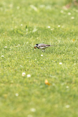 Little bird caught the beetle on the green grass