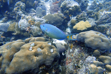 Parrotfish swimming around the rock and coral reefs.