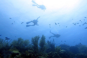 Scuba Diver in the ocean.