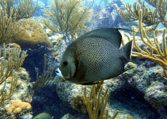 Grey Angelfish swimming in the ocean.