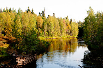 Fototapeta na wymiar Forest River. summer, autumn landscape. Bright sunny day, the river among the trees. Karelia, Russia, Kepa River
